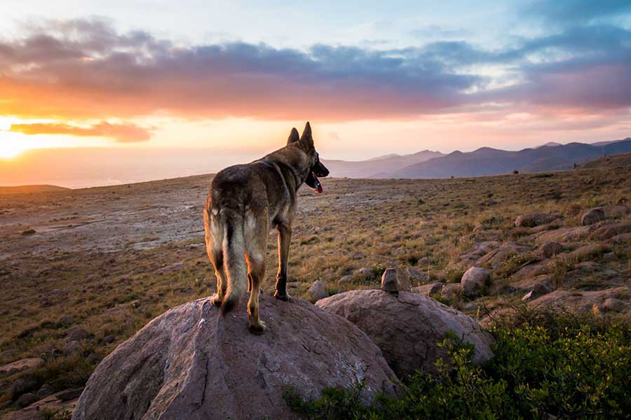 German-shepherd-dog-overlooking-sunset-in-Arizona-landscape