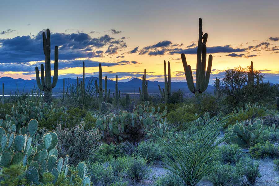 Southern Arizona desert sunrise with cacti and clouds