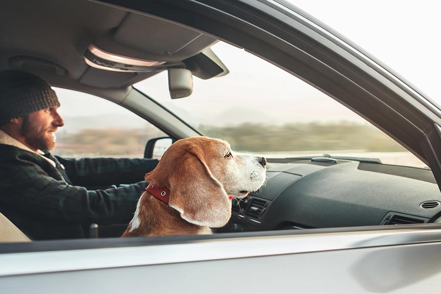 man driving with his dog